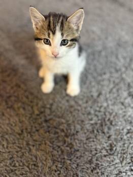 Pluto -  Domestic Medium Hair Cat for Adoption in Olean, New York - Pluto | PetCurious