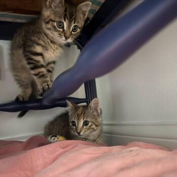 Domestic Short Hair Cats Available for Adoption in Minnetonka, Minnesota - Reuben C69626 | PetCurious