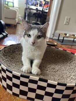 Violet Pine -  Domestic Short Hair Cat for Adoption in Philadelphia, Pennsylvania - Violet Pine | PetCurious