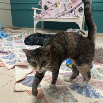 Princess -  Domestic Short Hair Cat for Adoption in Bedford, New Hampshire - Princess | PetCurious