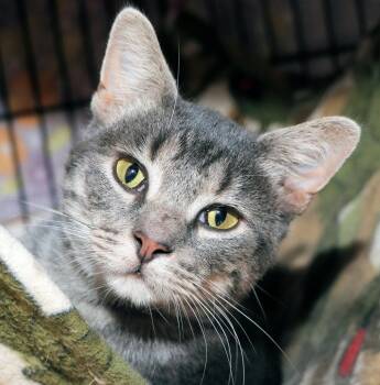 Ginseng -  Domestic Short Hair Cat for Adoption in Cincinnati, Ohio - Ginseng | PetCurious