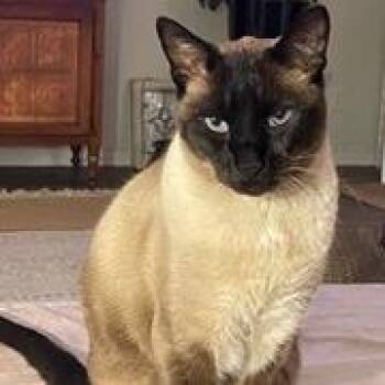Siamese and Domestic Short Hair Cats Available for Adoption - Ben (Courtesy Listing) | PetCurious