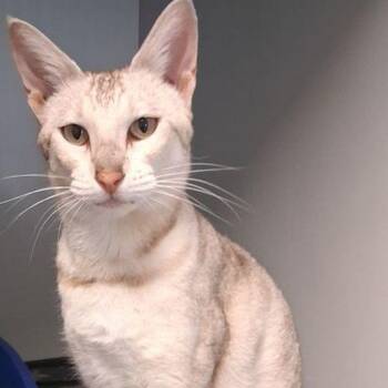 Shulla/honey -  Oriental Short Hair Cat for Adoption in Kingman, Arizona - Shulla/honey | PetCurious