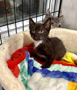 Leonard -  Domestic Short Hair Cat for Adoption in East Amherst, New York - Leonard | PetCurious