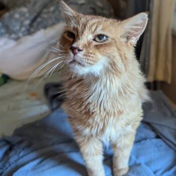 Rescue Domestic Short Hair Cats for Adoption in Fairfax, Virginia - Orion | PetCurious