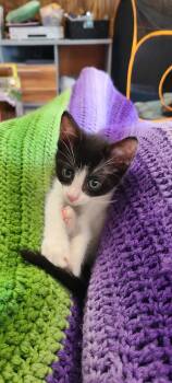 Rescue Domestic Short Hair Cats for Adoption - PJ | PetCurious