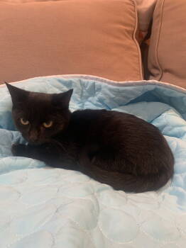 Rescue Domestic Short Hair Cats for Adoption in St. Peters, Missouri - Shadow | PetCurious