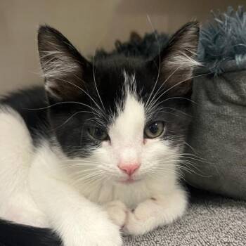 Hiro -  Domestic Short Hair Cat for Adoption in Redwood City, California - Hiro | PetCurious