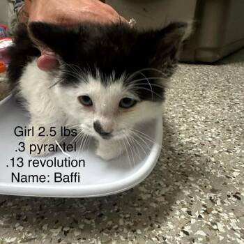 Baffi -  Domestic Long Hair Cat for Adoption in Grand Rapids, Minnesota - Baffi | PetCurious
