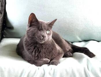 Rescue Russian Blue Cats for Adoption in Ypsilanti, Michigan - Edwardo | PetCurious