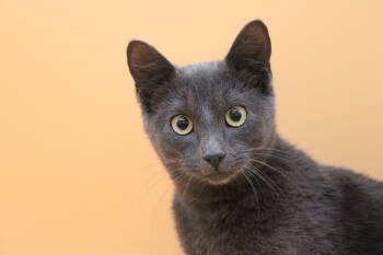 Rescue Domestic Short Hair Cats for Adoption in Martensdale, Iowa - Randall | PetCurious