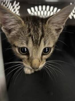 Todd 785-26 -  Domestic Short Hair Cat for Adoption in Cumming, Georgia - Todd 785-26 | PetCurious