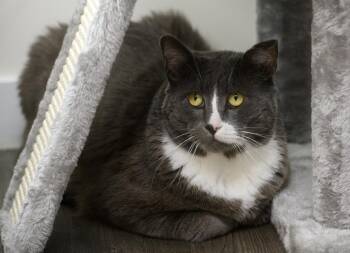 Buddy -  Domestic Short Hair Cat for Adoption in Seattle, Washington - Buddy | PetCurious