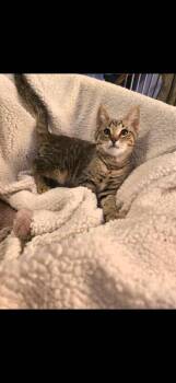 Domestic Short Hair Cats Available for Adoption - Raul | PetCurious