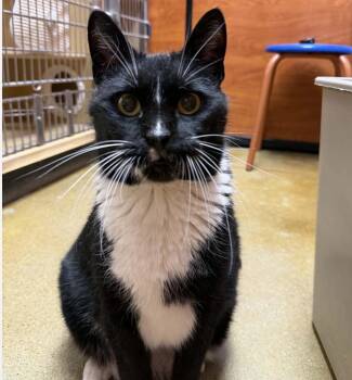 Domestic Short Hair Cats Available for Adoption in Maineville, Ohio - Shadow | PetCurious