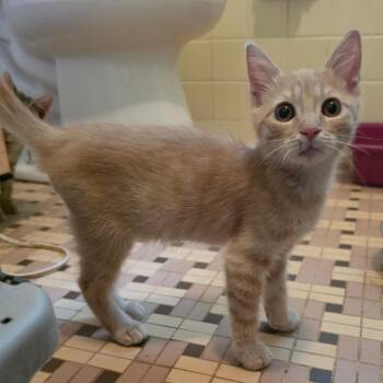 Maple -  Domestic Short Hair Cat for Adoption in Melrose, Florida - Maple | PetCurious