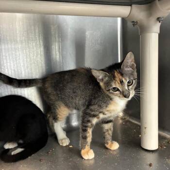 Gulf Shores -  Domestic Short Hair Cat for Adoption in Carencro, Louisiana - Gulf Shores | PetCurious