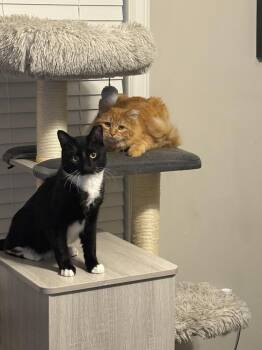 Domestic Short Hair Cats Available for Adoption in Ballwin, Missouri - Goodfellow | PetCurious