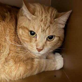 Pudding -  Domestic Short Hair Cat for Adoption in Middlebury, Vermont - Pudding | PetCurious