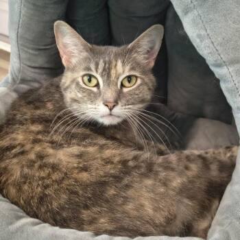Chloe -  Domestic Short Hair Cat for Adoption in Knoxville, Tennessee - Chloe | PetCurious