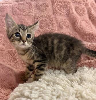 Garlic -  Domestic Short Hair Cat for Adoption in Rootstown, Ohio - Garlic | PetCurious