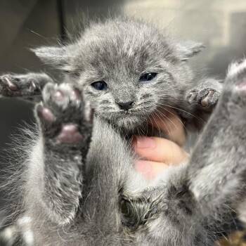 Mister -  Domestic Long Hair Cat for Adoption in Parrish, Alabama - Mister | PetCurious