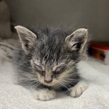 Katie -  Domestic Short Hair Cat for Adoption in Yuma, Arizona - Katie | PetCurious