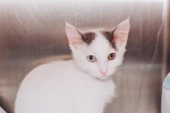 93225A Shrimp -  Domestic Short Hair Cat for Adoption in North Charleston, South Carolina - 93225A Shrimp | PetCurious
