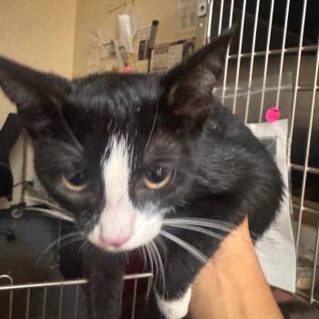 Oreo thunder milkshake -  Domestic Short Hair Cat for Adoption in Philadelphia, Pennsylvania - Oreo Thunder Milkshake | PetCurious