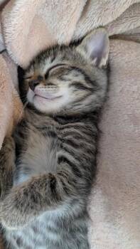 Snickers 4 -  Domestic Short Hair Cat for Adoption in Arthur, Ontario - Snickers 4 | PetCurious