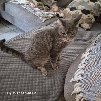 HENNI -  Domestic Short Hair Cat for Adoption in San Antonio, Texas - HENNI | PetCurious