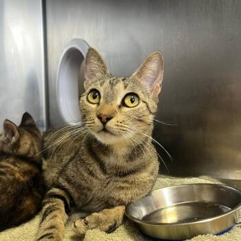 Koshka -  Domestic Short Hair Cat for Adoption in Houston, Texas - Koshka | PetCurious