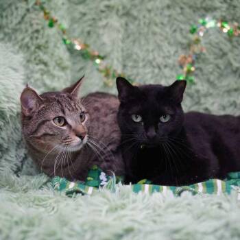Chicken (bonded to Hamburger) -  Domestic Short Hair Cat for Adoption in Wheaton, Illinois - Chicken (bonded To Hamburger) | PetCurious