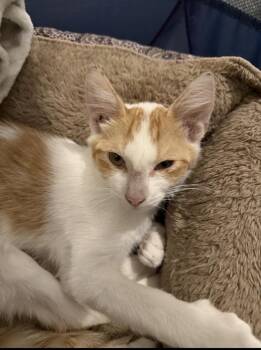 Travis -  Domestic Short Hair Cat for Adoption in Marietta, Georgia - Travis | PetCurious