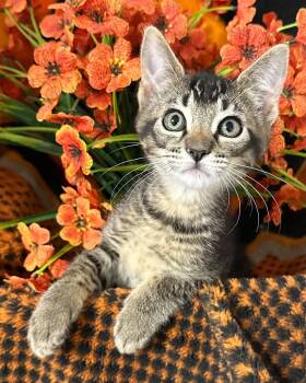 5/6/26 Adelia -  Domestic Short Hair Cat for Adoption in Stillwater, Oklahoma - 5/6/26 Adelia | PetCurious