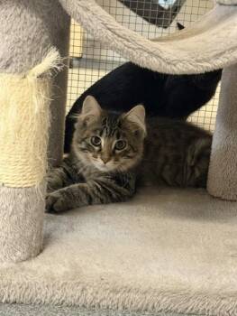 Mia -  Domestic Medium Hair and Maine Coon Cat for Adoption in Chisholm, Minnesota - Mia | PetCurious