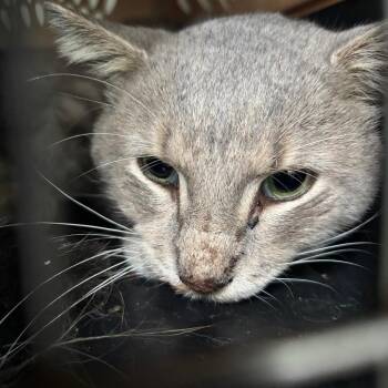 Earl Grey -  Domestic Medium Hair Cat for Adoption in Saint Joseph, Missouri - Earl Grey | PetCurious