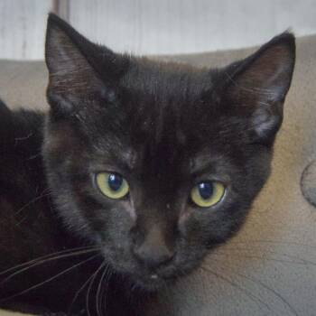Hela -  Bombay and Domestic Short Hair Cat for Adoption in Huntley, Illinois - Hela | PetCurious