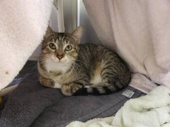 BEVERLY -  Domestic Short Hair Cat for Adoption in Omaha, Nebraska - BEVERLY | PetCurious