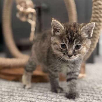 Rescue Domestic Short Hair Cats for Adoption in Nampa, Idaho - Wrigley | PetCurious