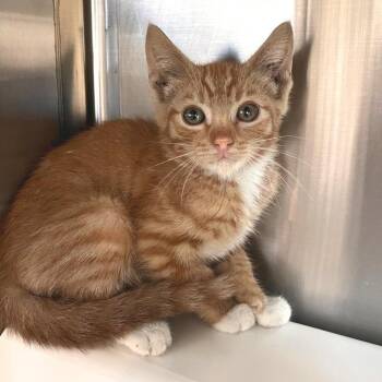 James Cagney -  Domestic Short Hair Cat for Adoption in Los Angeles, California - James Cagney | PetCurious