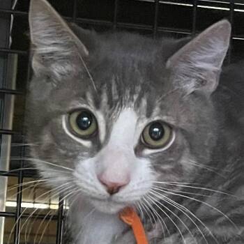 Simba -  Domestic Short Hair Cat for Adoption in New York, New York - Simba | PetCurious