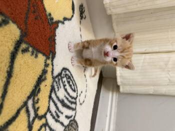 Domestic Short Hair Cats Available for Adoption in Fruit Heights, Utah - Speckle | PetCurious