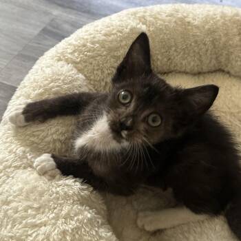 Skunk -  Domestic Medium Hair Cat for Adoption in Pleasanton, California - Skunk | PetCurious