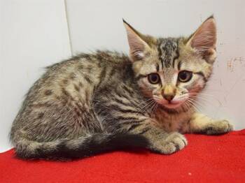 MADDIE -  Domestic Short Hair Cat for Adoption in Sacramento, California - MADDIE | PetCurious