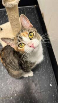 Rescue Domestic Short Hair Cats for Adoption - Chai | PetCurious