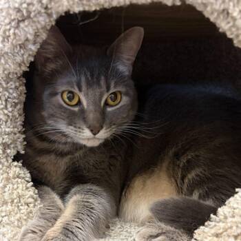 Smokey -  Domestic Short Hair Cat for Adoption in Columbia, Illinois - Smokey | PetCurious