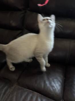 Moochi 6823 -  Siamese and Domestic Short Hair Cat for Adoption in Dallas, Texas - Moochi 6823 | PetCurious