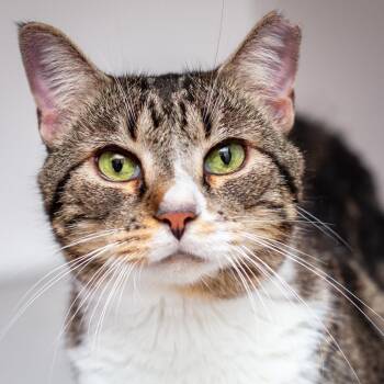 Heidi Box -  Domestic Short Hair Cat for Adoption in Hattiesburg, Mississippi - Heidi Box | PetCurious