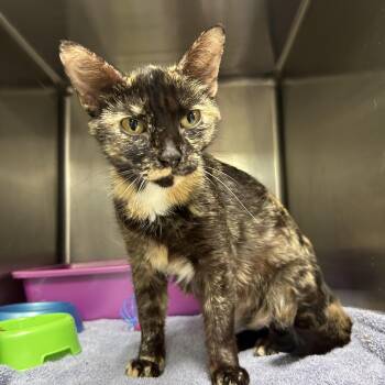 Rescue Tortoiseshell Cats for Adoption in La Grange Park, Illinois - Guava | PetCurious